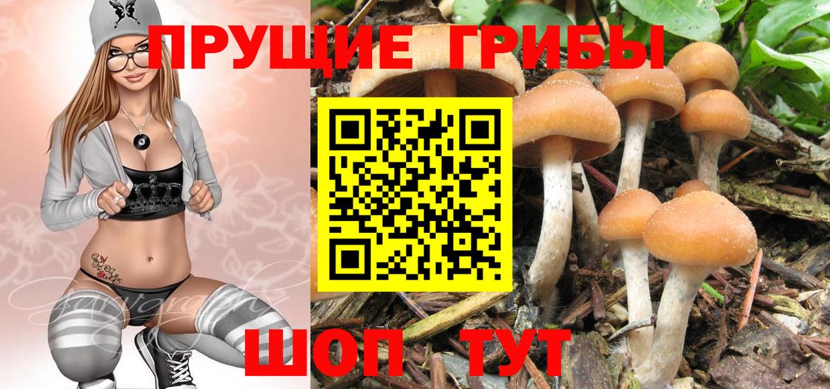 Галлюциногенные грибы GOLDEN TEACHER Ахтубинск